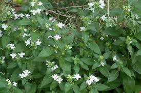 Image result for Barleria cristata