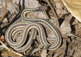 Black And Yellow Banded Snake Texas Eastern Gartersnake Brown Bodies Snake Habitats