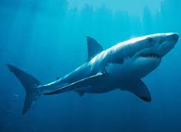 Great white shark png images & psds for download with transparency. Great White Shark Photoshop Google Search White Sharks Great White Shark Shark