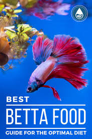 Best Betta Food Guide For The Optimal Diet In 2020 Betta Food Betta Goldfish Food