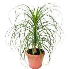 Work in progress species information currently being revised! Beaucarnea Alchetron The Free Social Encyclopedia