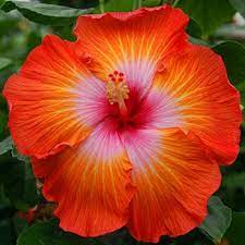 Pin On Hibiscus