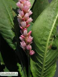 Image result for Persicaria senegalensis