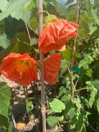 Image result for Abutilon grantii