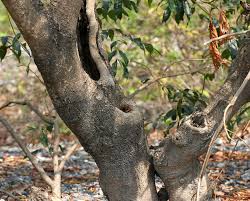 Image result for Albizia procera