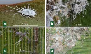 Image result for Cissus schmitzii