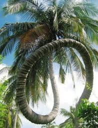 Alors je vous conseille la lecture de ce livre magnifique : Les Plus Beaux Arbres Du Monde Arbres Palmier Avec Un Tres Long Tronc En Spirale C Photo Sous Copyright Photo Arbre Photo D Arbre Arbres Etranges