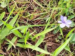 Image result for Aristea abyssinica