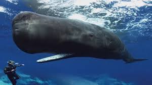 Or maybe the mermaid is a singing cartoon character with alarming hair and the voice of an angel. Sperm Whales In The Oceans World Open Water Swimming Association