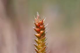 Image result for Bulbostylis macra