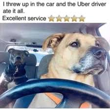 Uber Dog Meme Memepi Funny Dog Memes Funny Animal Memes Dog Memes Clean