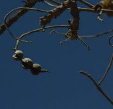 Image result for Monotes glaber