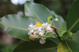 Image result for Calophyllum inophyllum