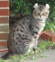 Explore 118 listings for lynx kittens for sale uk at best prices. Index