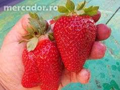 Alege dintre soiurile de mai jos varietatile care te atrac. Vand Stoloni De Capsun Urias Soiul Asia Stiriagricole Ro