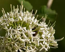 Image result for Pavetta sp. F