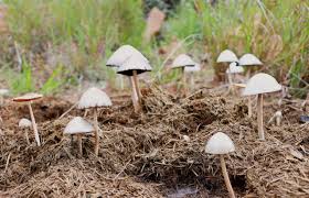 Image result for Pygmaeothamnus zeyheri