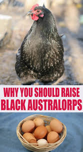Black Australorp Egg Color 10 Reasons To Raise Black Australorp Chickens In 2020 Australorp Chicken Black Australorp Chickens Backyard