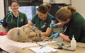 Zoo veterinarians specialize in treating a large variety of exotic animals that may be found in a zoo. Veterinary Resident Program Sacramento Zoo Sacramento Ca