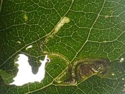 Image result for Stigmella prunetorum
