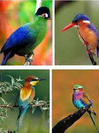 Birds From Nairobi National Park Kenya Kenia Animales Aves