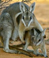 Endangered Species Bridled Nail Tailed Wallaby Of Australia Was Thought To Be Extinct Until 1973 When A Smal Rare Animals Endangered Animals Animals Beautiful