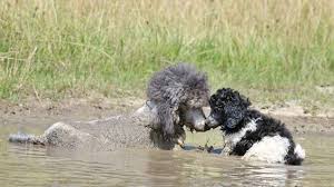Rambo And Dexter Taking A Mud Bath Does Your Fur Friend Like To Jump In Puddles Poodle Dog Standard Poodle Poodle