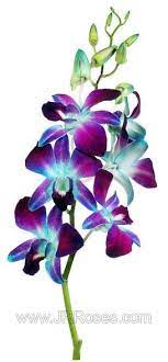 Blue Dendrobium Orchids 80 Stems Bulk Flowers J R Roses Wholesale Blue Dendrobium Orchids Dendrobium Orchids Wholesale Flowers