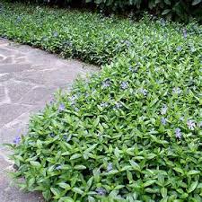 Image result for Vinca minor