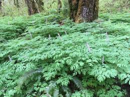 Image result for Corydalis