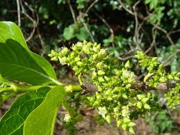 Image result for Vangueria esculenta