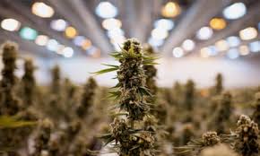 Not so green: how the weed industry is a glutton for fossil fuels | Cannabis  | The Guardian