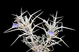 Image result for Blepharis dunensis