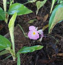 Image result for Rhodopentas bussei