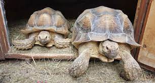 Is My Sulcata Male Or Female Pet Sulcata Tortoise