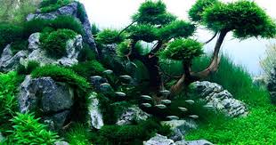 Takashi Amano Google Da Ara More Aquarium Landscape Nature Aquarium Aquascape Design