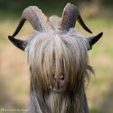 Plusyourfollowers Funny Goat Reshared Post From Gert Jan Hermus He Posed For Me Like A Professional M Goats Funny Cute Animal Pictures Animals Wild