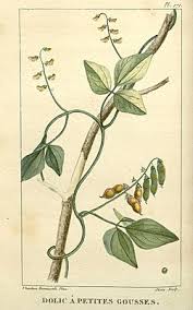 Image result for Rhynchosia procurrens