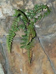 Image result for Asplenium barteri