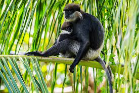 Purple Faced Langur Semnopithecus Vetulus 1 Also Known As The Purple Faced Leaf Monkey Google Search Majestic Animals Sri Lanka Animals