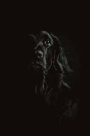 color black black dog by petri jaaskelainen photography texture color boards design art shades of black moody black dog dog portraits dogs