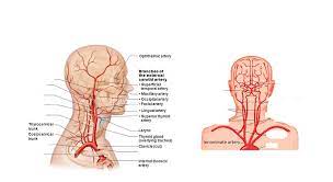 This is known as the main pulmonary artery or pulmonary trunk. Head And Neck Arteries Diagram Quizlet