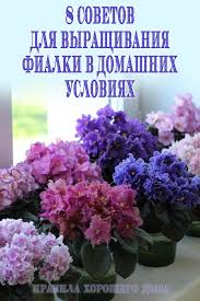 какие цветы можно вырастить дома из семян к 8 марта Vosem Sovetov Dlya Vyrashivaniya Fialki V Domashnih Usloviyah Vyrashivanie Cvetov Lukovichnye Cvety