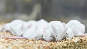 Then, place them in a plastic bag with a sealer. 7 Ways To Confirm That All The Mice Are Gone From Your Home Diy Rodent Control