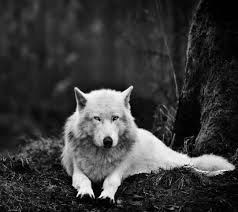 Download free hd wallpapers and backgrounds for your desktop computer or other supported pc and mobile phone devices. Weisser Wolf Hintergrund Lade Auf Dein Handy Von Phoneky Herunter