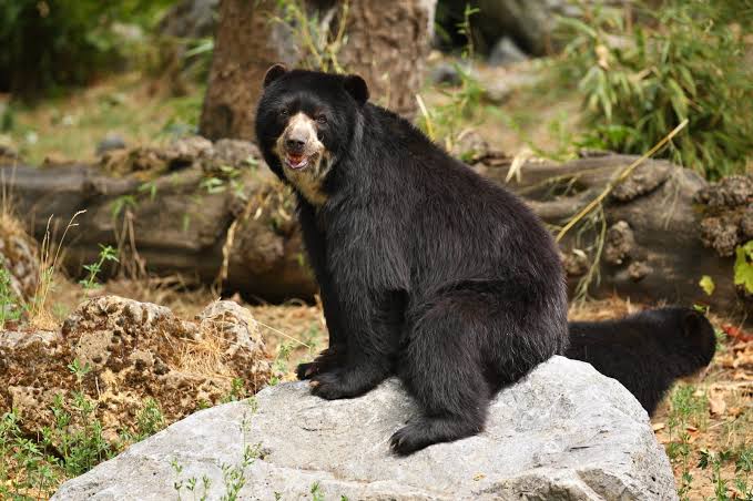 Un oso que conserva bosques - Profonanpe