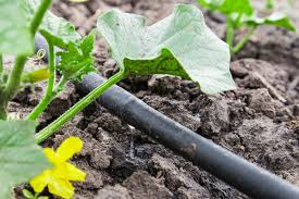 Normally the crop would be planted along. How To Build A Drip Irrigation System Modern Farmer