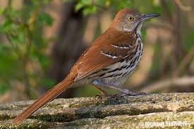 Small Birds Native To Michigan Walk With Father Nature The Improvisator Brown Thrasher Thrasher Bird Bird Identification