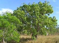 Image result for Bolusanthus