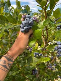 Image result for tbn:0PJB32OL7JwfOM::farm4.static.flickr.com/3324/3329876139_f2d551139f.jpg